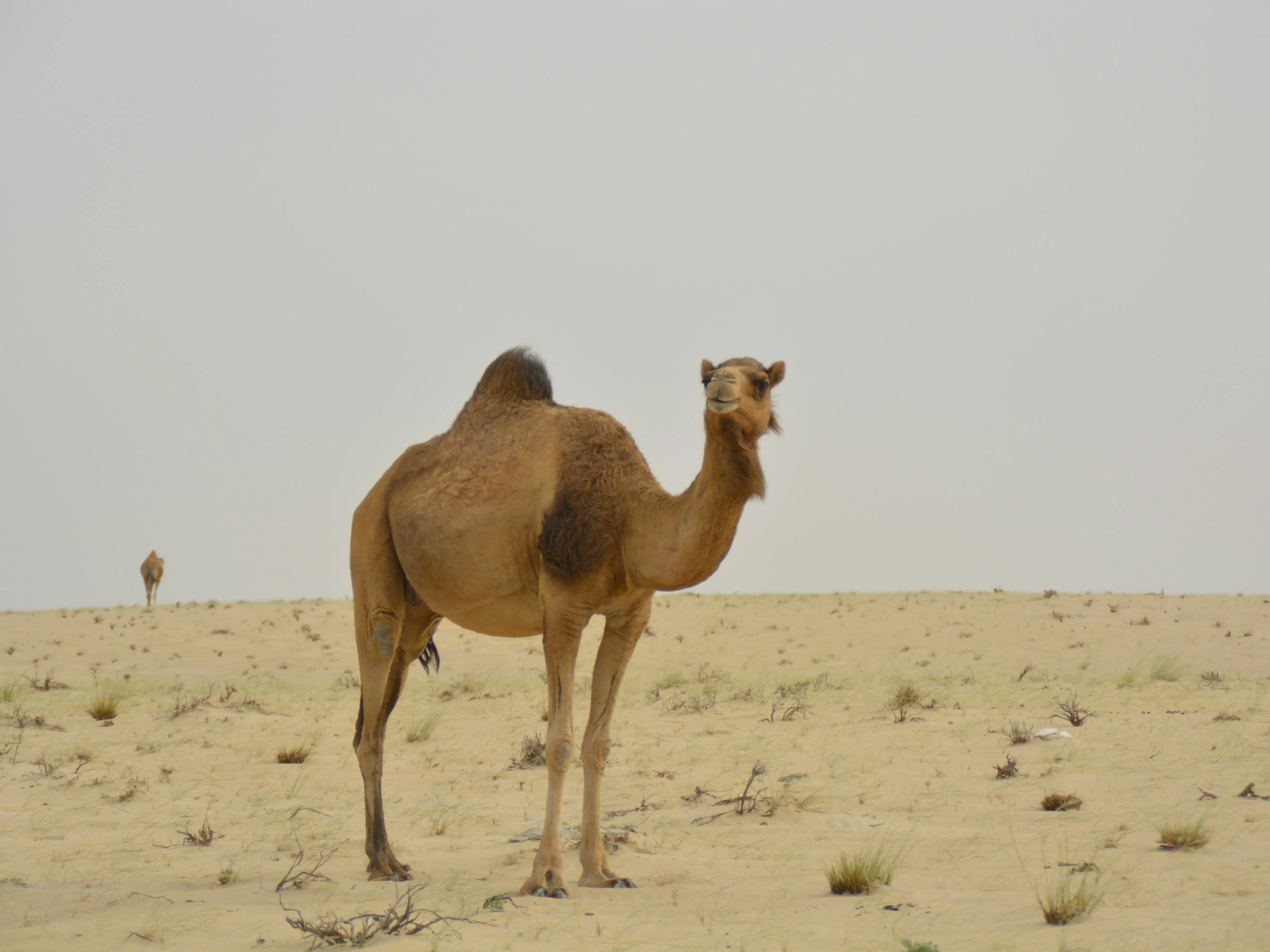 20 camels found cheating at beauty pageant, disqualified for getting Botox to enhance their curves 20 camels found cheating at beauty pageant, disqualified for getting Botox to enhance their curves