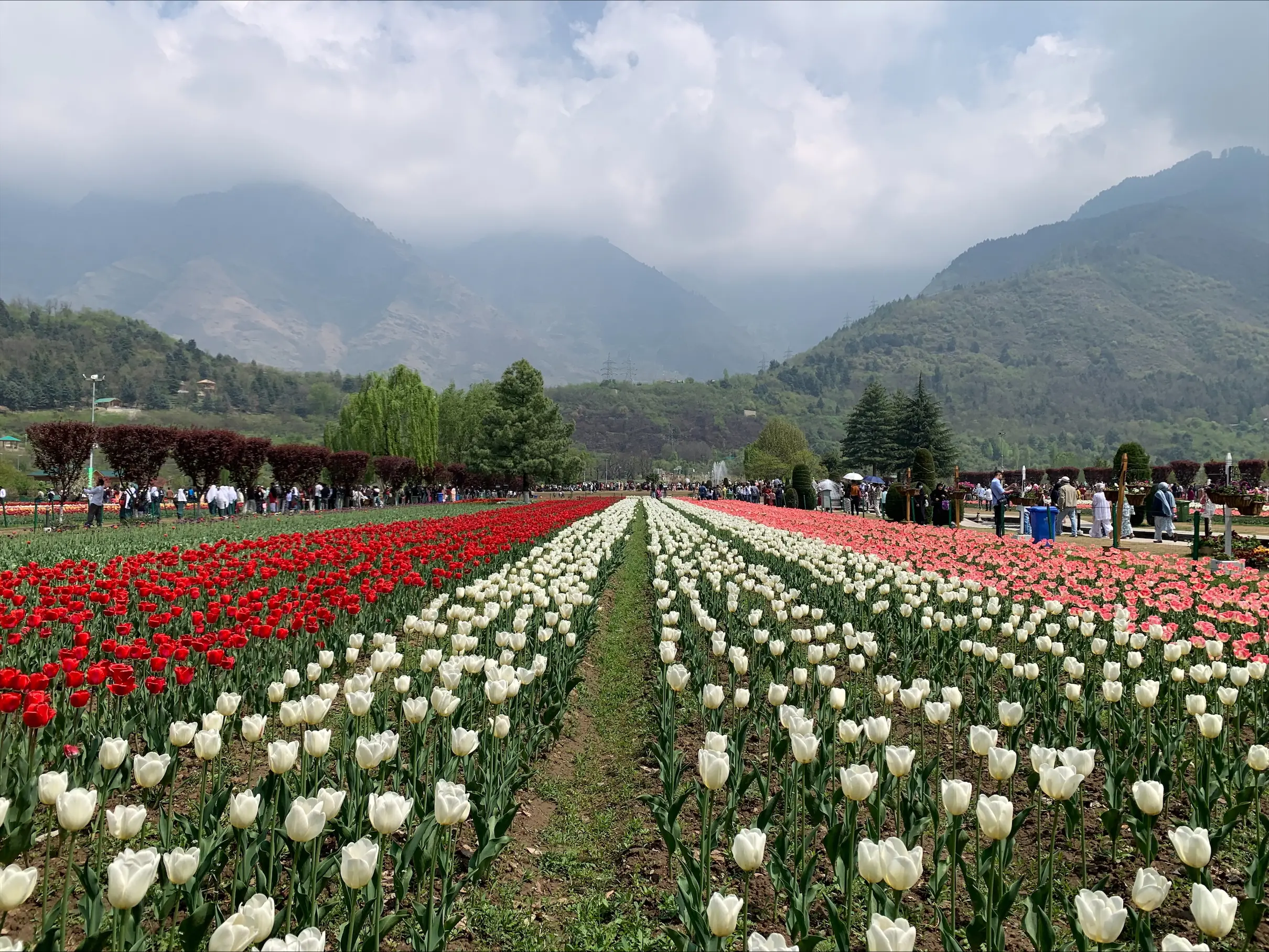 Asia’s largest Tulip Garden ready to welcome visitors from March 16