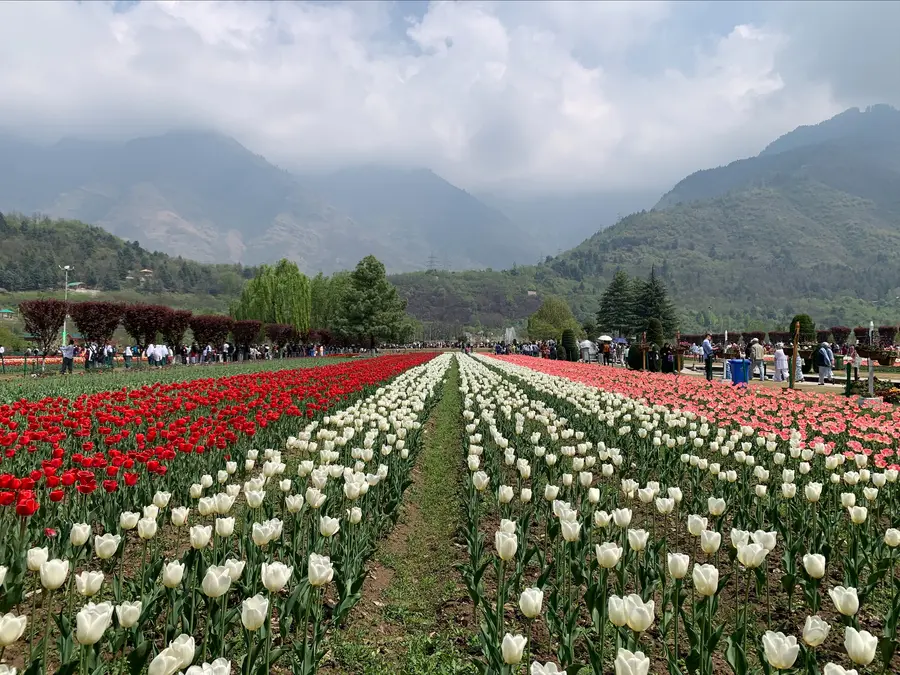 Asia’s largest Tulip Garden ready to welcome visitors from March 16