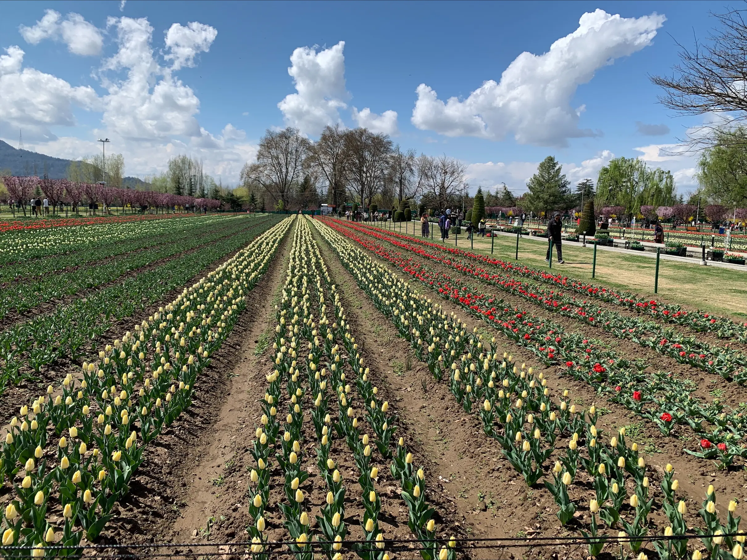 Srinagar’s tulip garden opens to public with 1.8 million blooms, tourists flock in