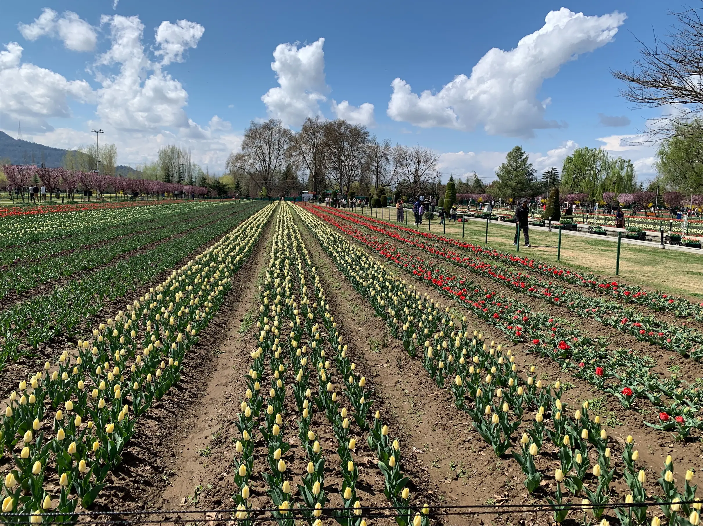 Srinagar’s tulip garden opens to public with 1.8 million blooms, tourists flock in Srinagar’s tulip garden opens to public with 1.8 million blooms, tourists flock in