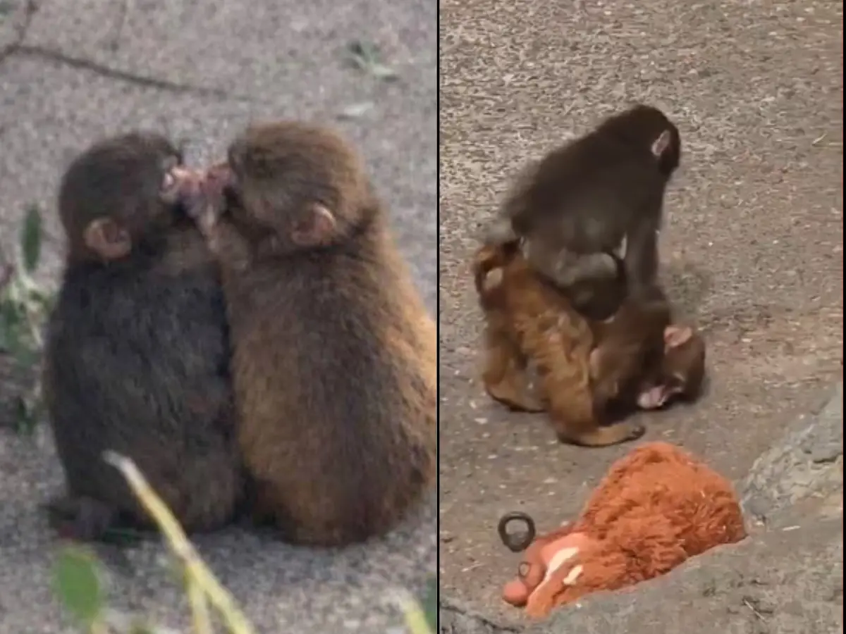 Viral baby monkey Punch lucks out; finds love, kisses and friends - VIDEO Viral baby monkey Punch lucks out; finds love, kisses and friends - VIDEO
