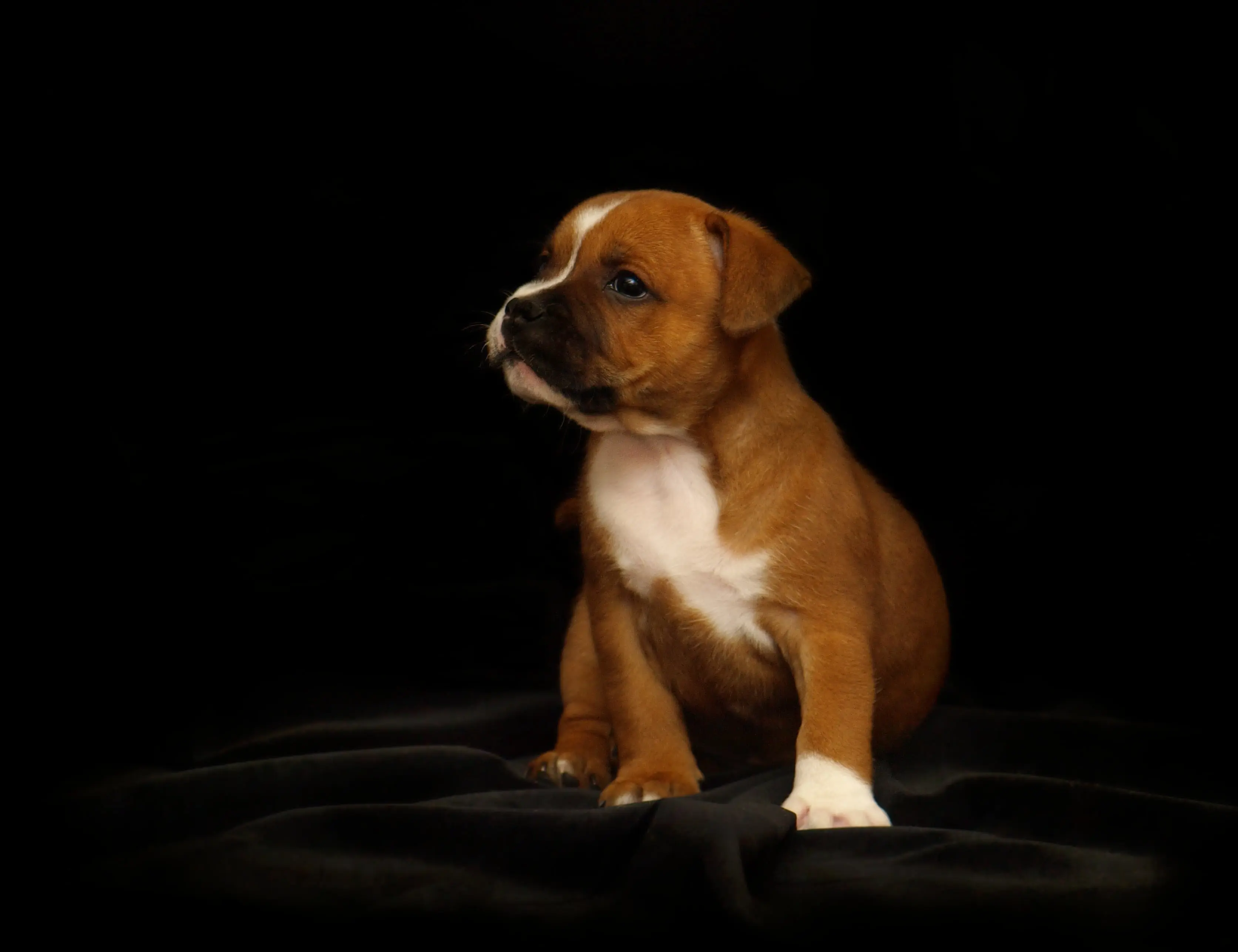 Owner creates cancer vaccine for his rescue dog despite no medical background
