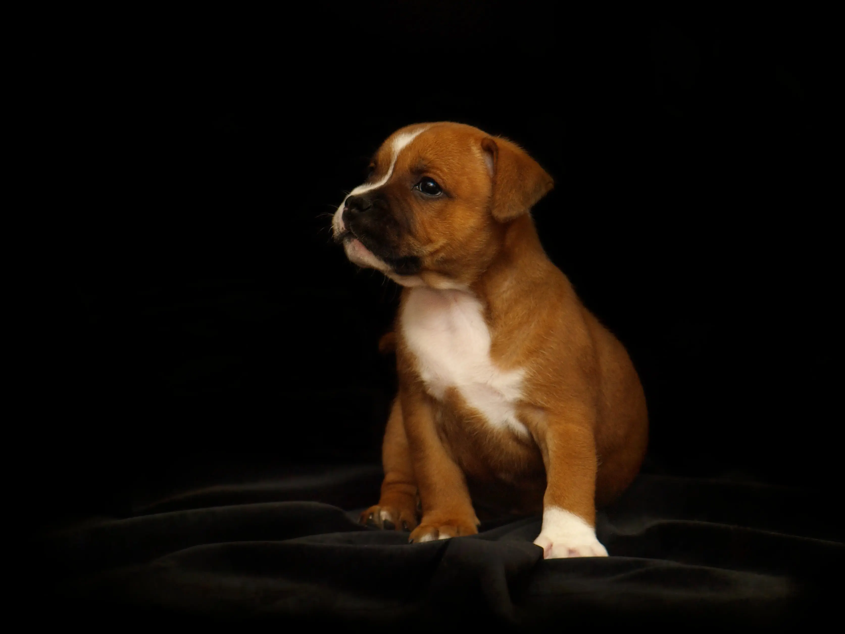 Owner creates cancer vaccine for his rescue dog despite no medical background Owner creates cancer vaccine for his rescue dog despite no medical background