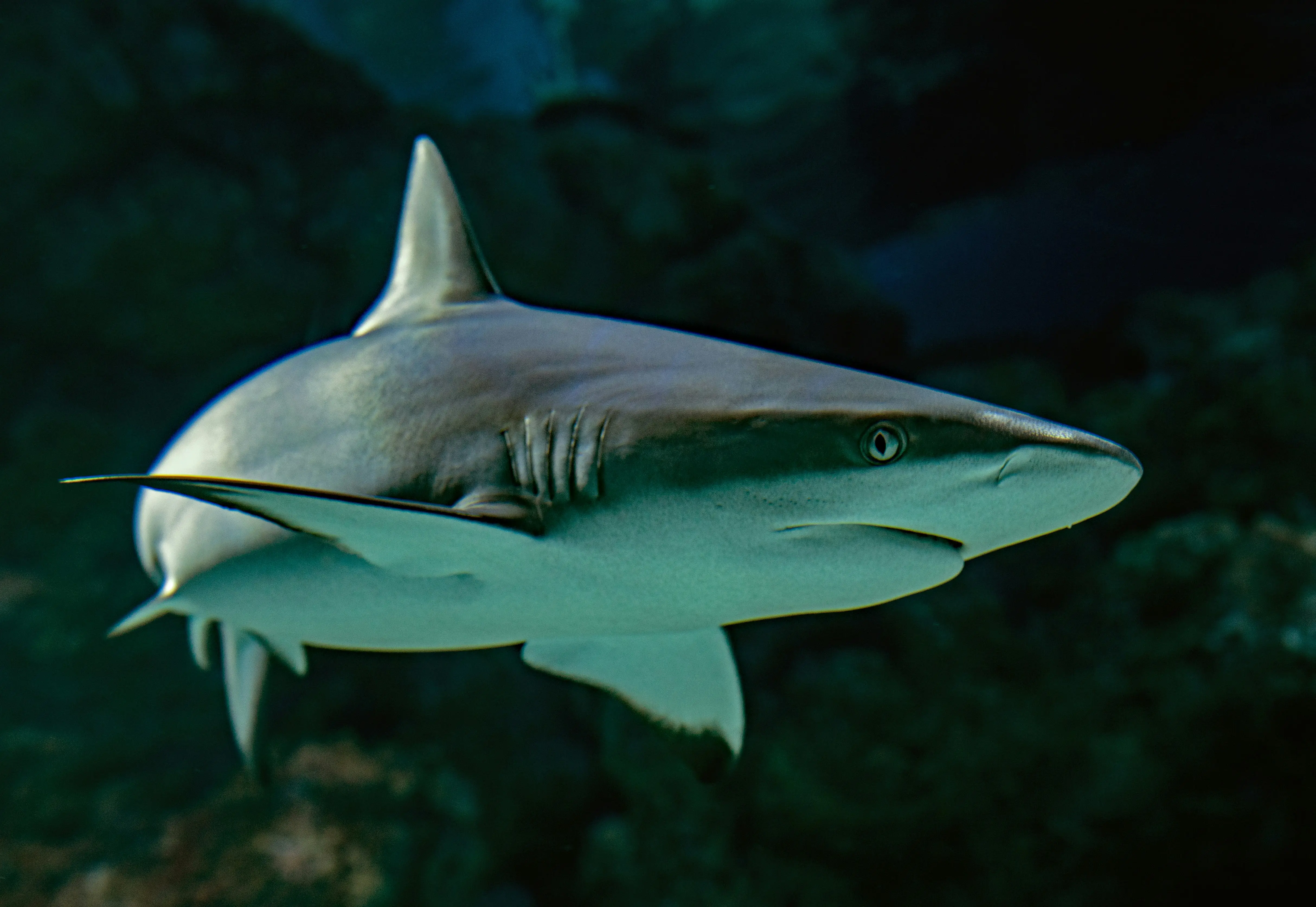 What’s in water? Sharks near Bahamas found with Cocaine & Caffeine in blood, study reveals