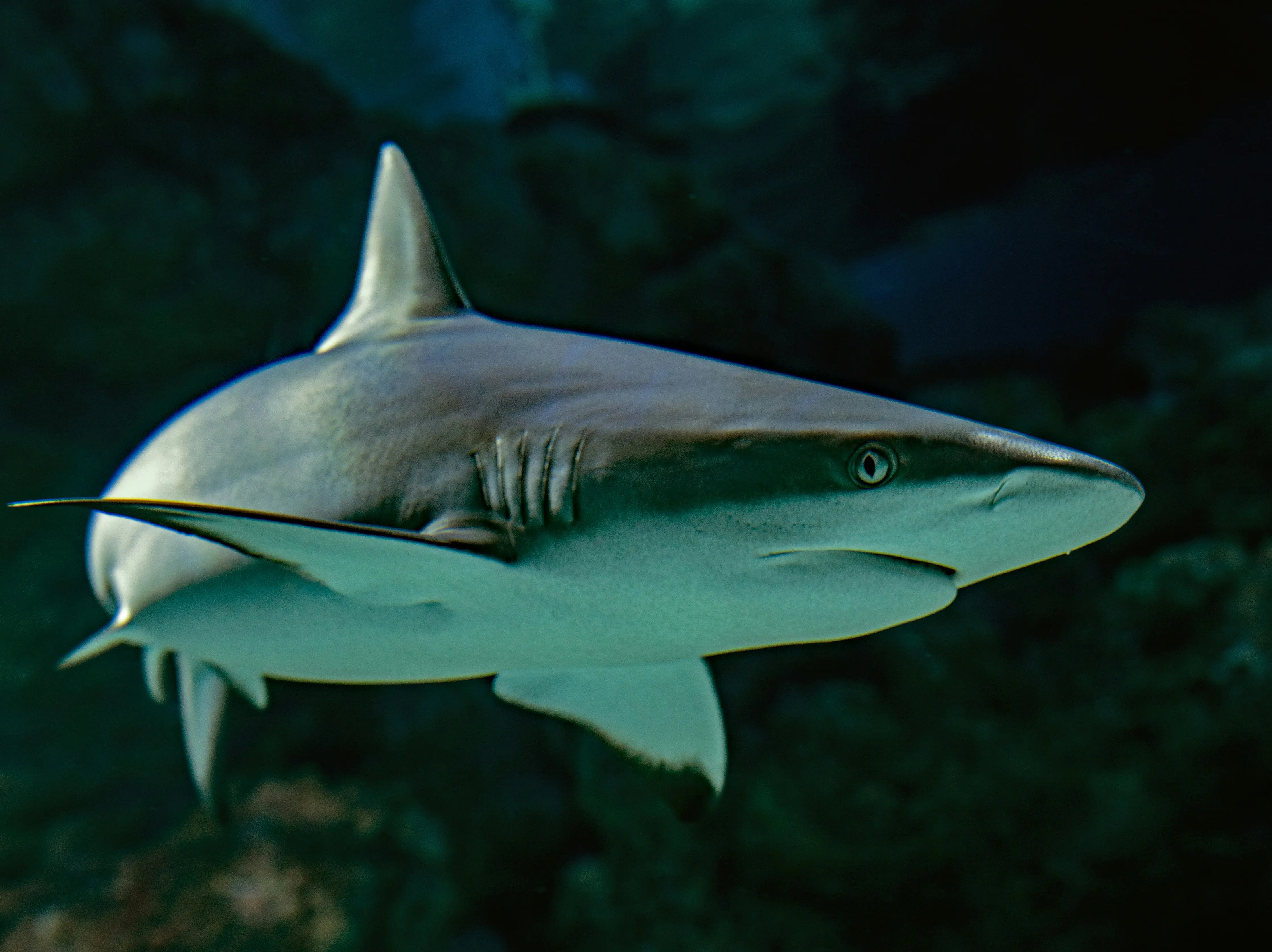 What’s in water? Sharks near Bahamas found with Cocaine & Caffeine in blood, study reveals What’s in water? Sharks near Bahamas found with Cocaine & Caffeine in blood, study reveals