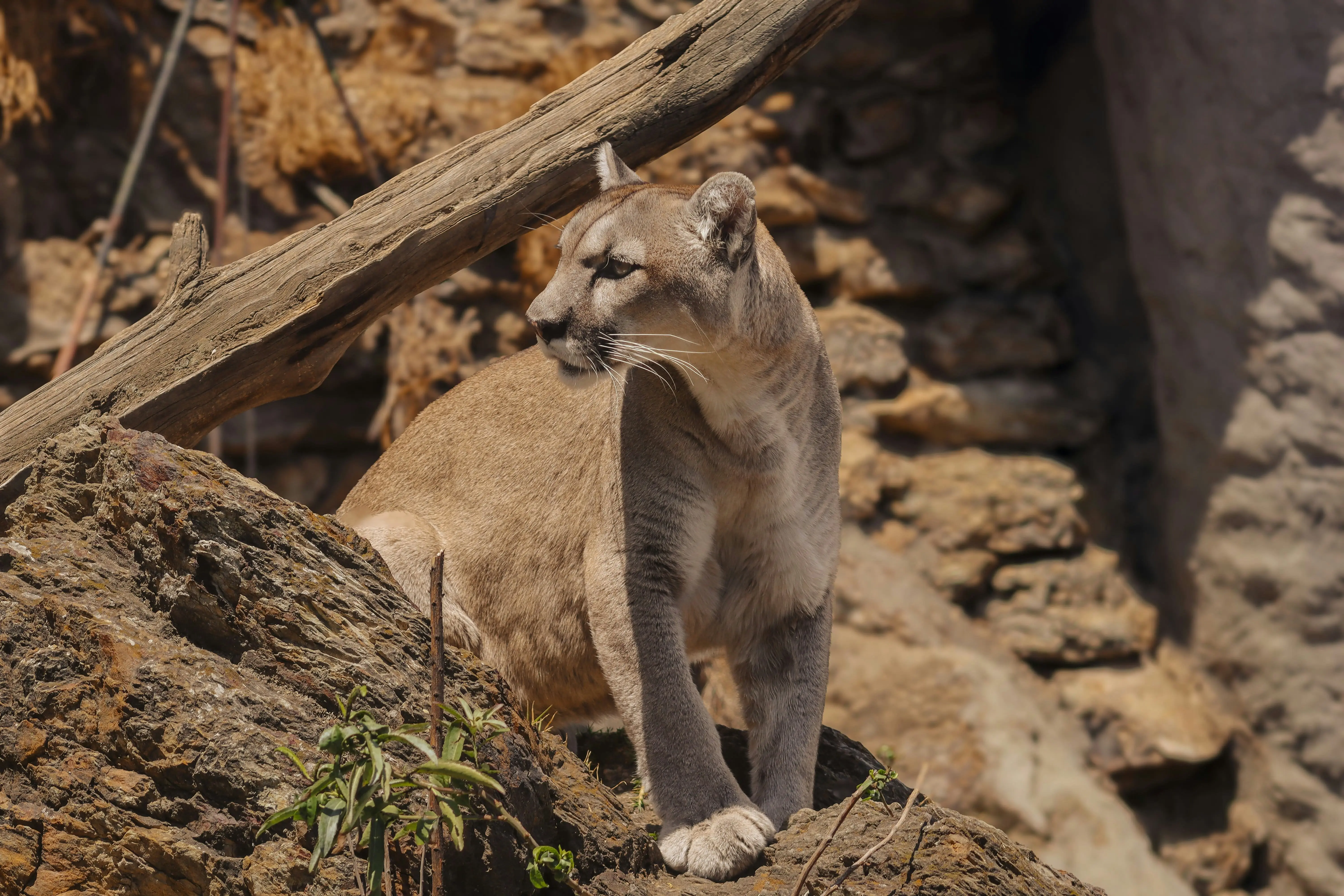 Utah is aggressively culling cougars for a study. Critics call it 'an extermination campaign'