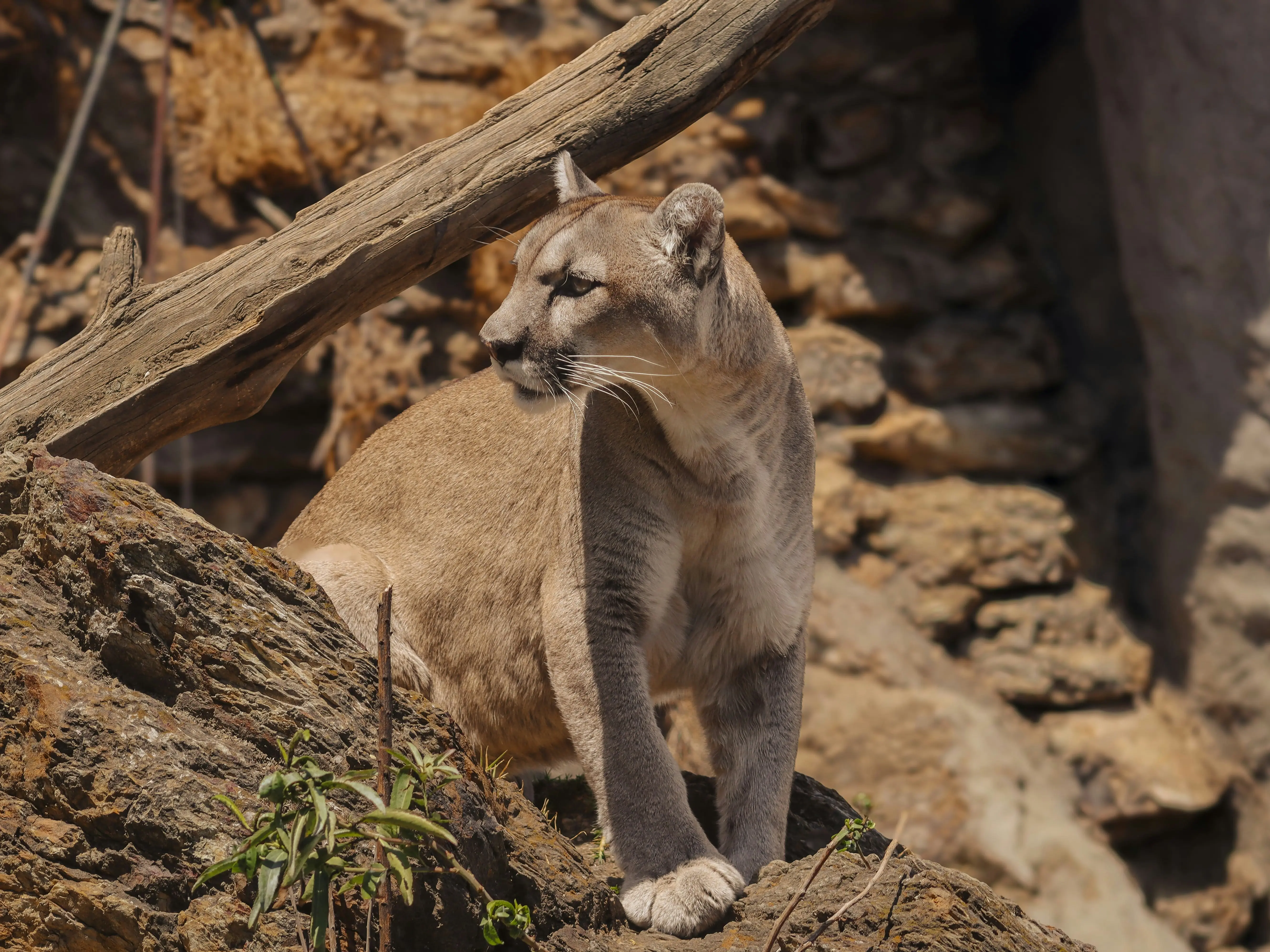 Utah is aggressively culling cougars for a study. Critics call it 'an extermination campaign' Utah is aggressively culling cougars for a study. Critics call it 'an extermination campaign'
