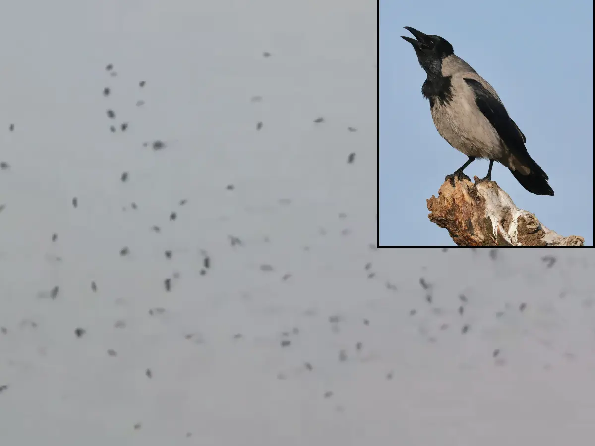 A 'murder' of crows over Tel Aviv triggers chatter of bad omen and biblical prophecies on social media