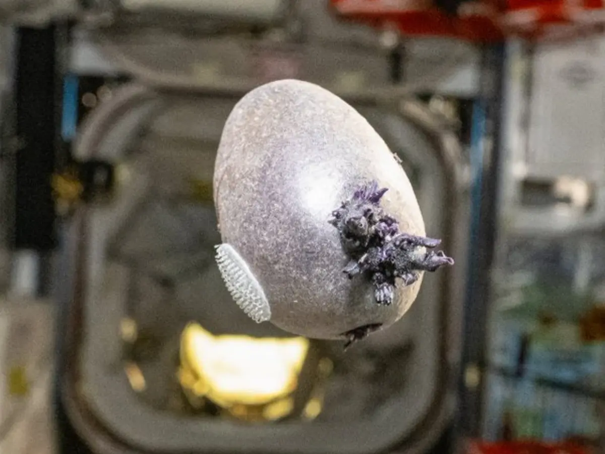 Strange, black object photographed growing at the space station: 'Spudnik-1, an orbiting...'