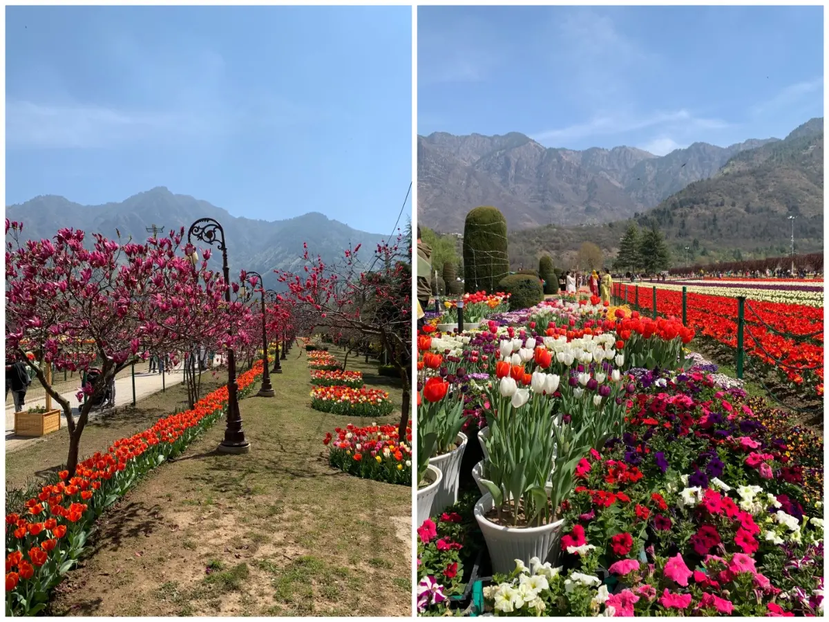 Tulip bloom fever: Over 1 lakh visitors flock to Srinagar garden Tulip bloom fever: Over 1 lakh visitors flock to Srinagar garden