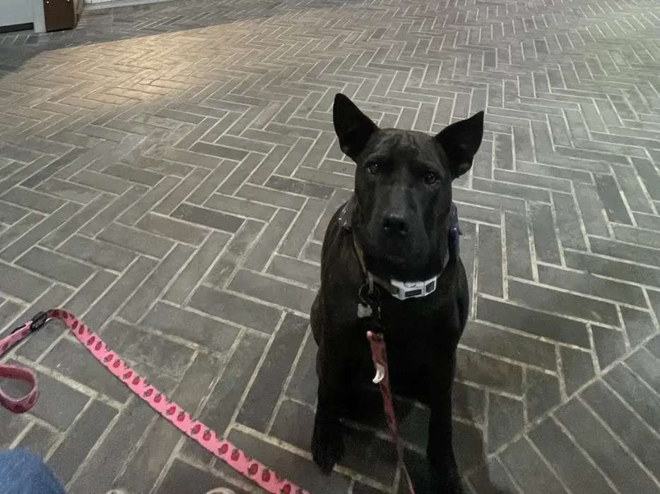 Man uses ChatGPT to help design an mRNA vaccine to save his dog; OpenAI CEO Sam Altman reacts Man uses ChatGPT to help design an mRNA vaccine to save his dog; OpenAI CEO Sam Altman reacts
