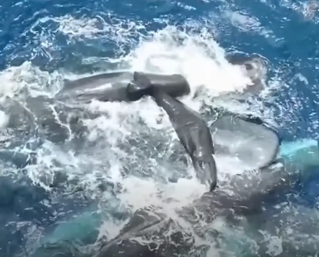 WATCH | Scientists capture rare footage showing sperm whales assisting mother during birth
