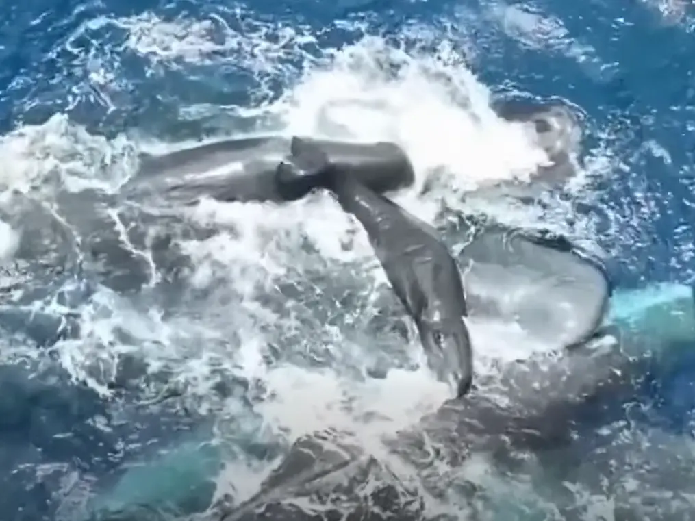 WATCH | Scientists capture rare footage showing sperm whales assisting mother during birth WATCH | Scientists capture rare footage showing sperm whales assisting mother during birth