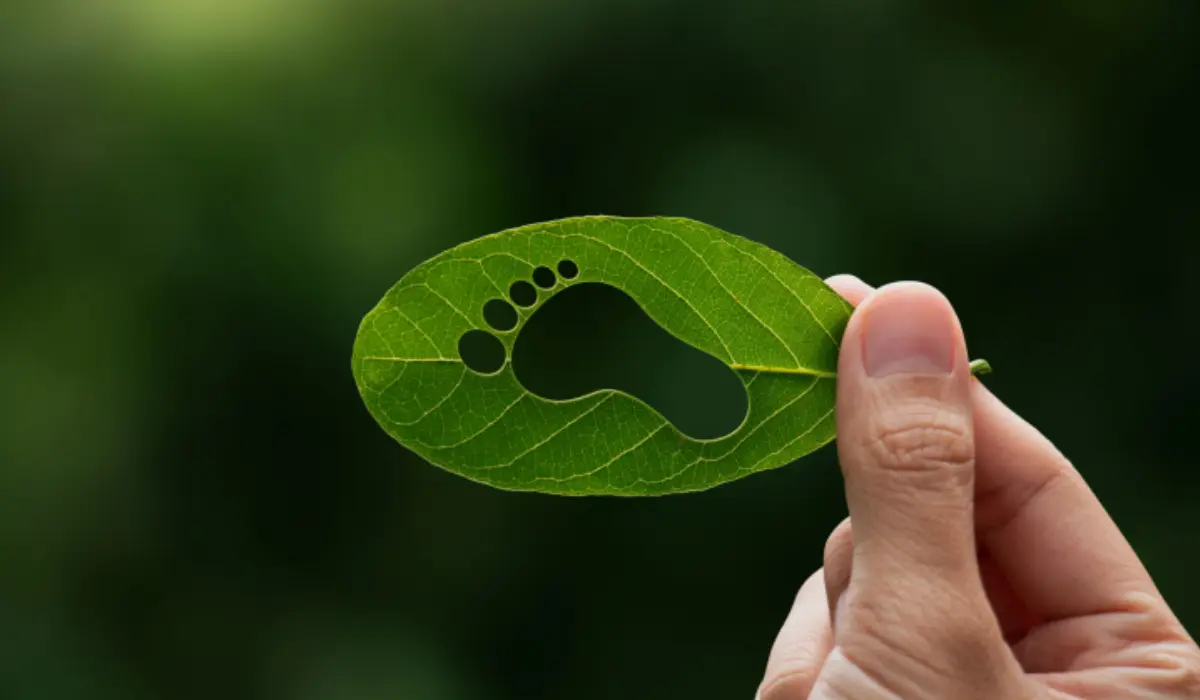 Slashing Carbon Footprints