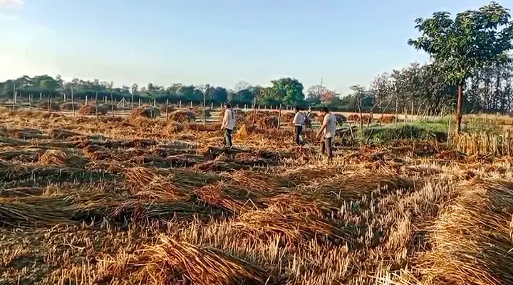 EXPLAIN: How does unseasonal rain affect India's farmers & strain economy