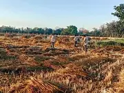 EXPLAINED: How does unseasonal rain affect India's farmers & strain economy