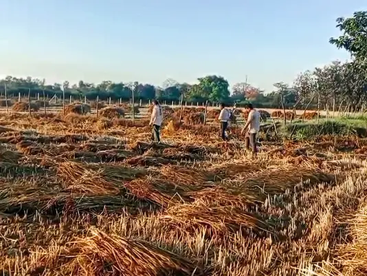 EXPLAINED: How does unseasonal rain affect India's farmers & strain economy EXPLAINED: How does unseasonal rain affect India's farmers & strain economy