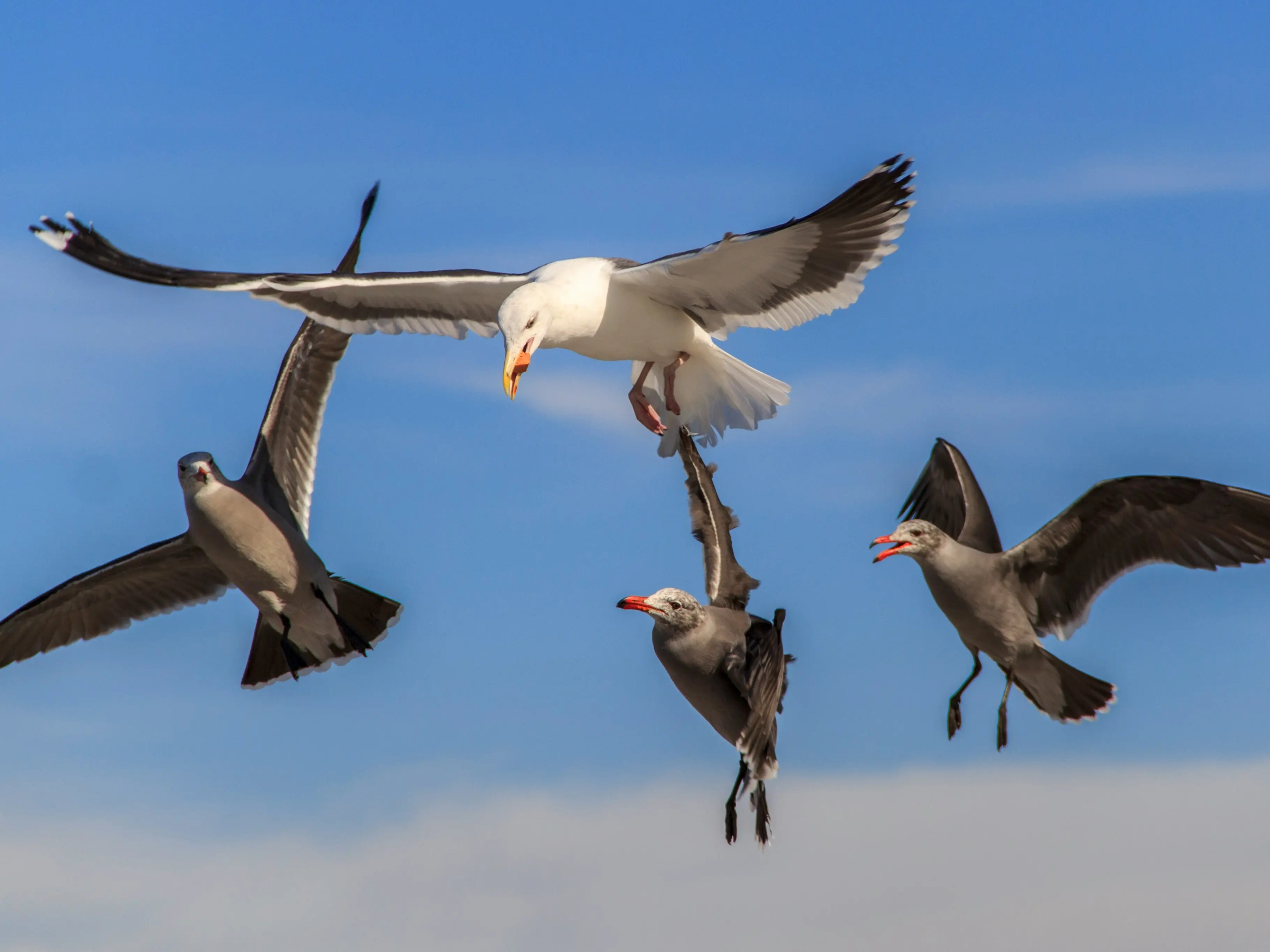Seagulls are watching, waiting and staging coordinated attacks on humans Seagulls are watching, waiting and staging coordinated attacks on humans