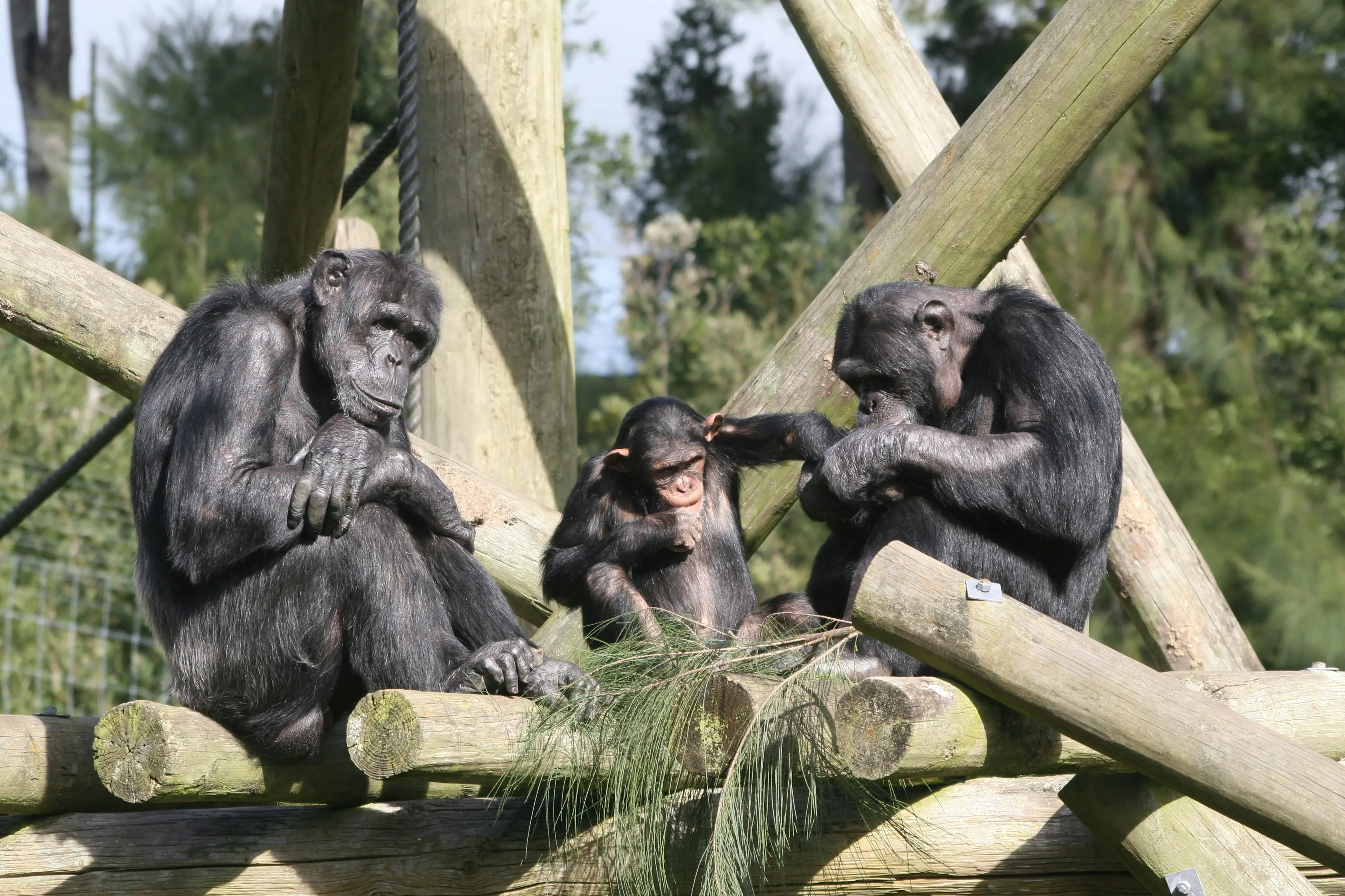 Chimpanzees are acting like humans and killing their own in civil wars, study finds