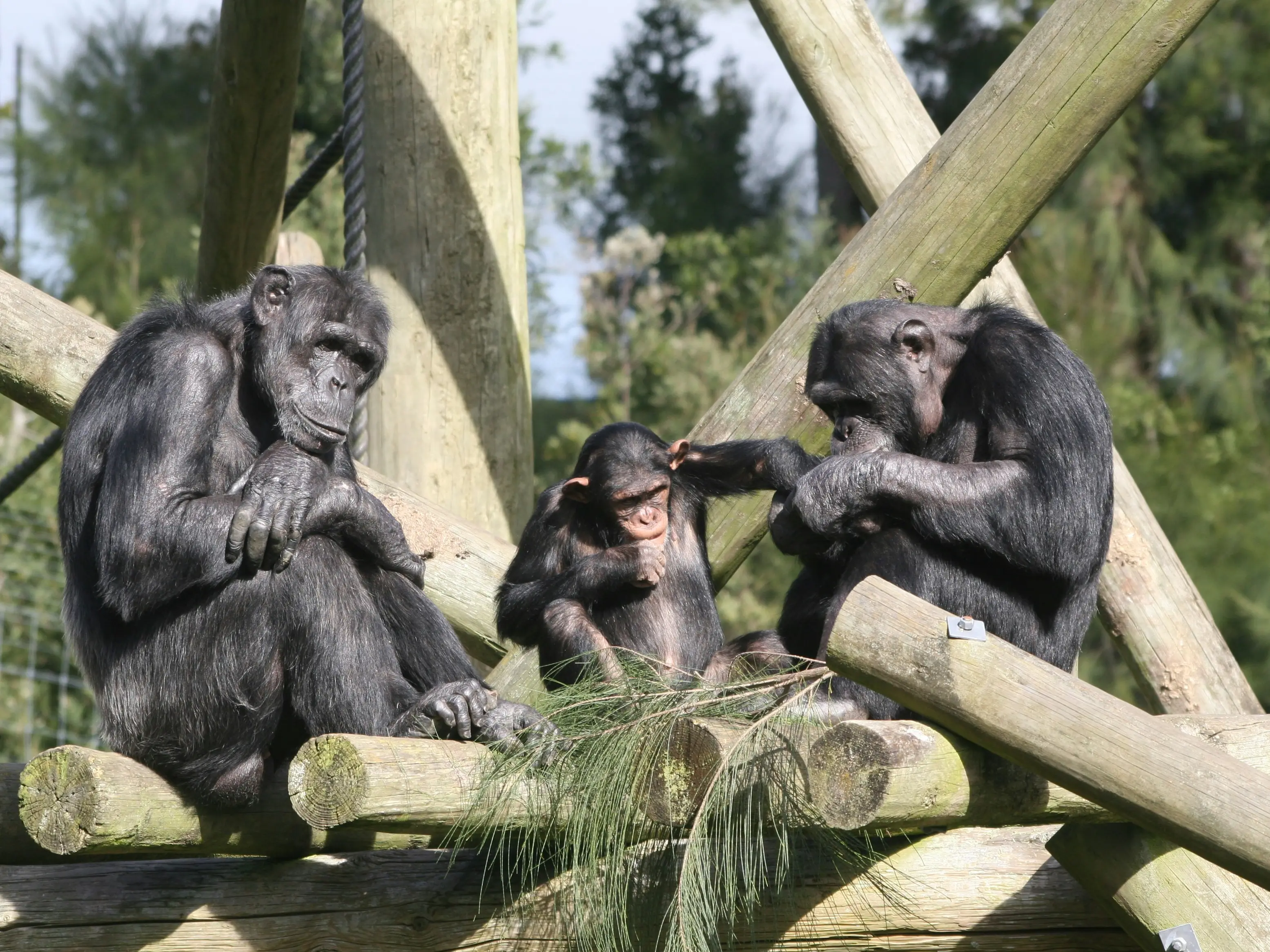 Chimpanzees are acting like humans and killing their own in civil wars, study finds Chimpanzees are acting like humans and killing their own in civil wars, study finds