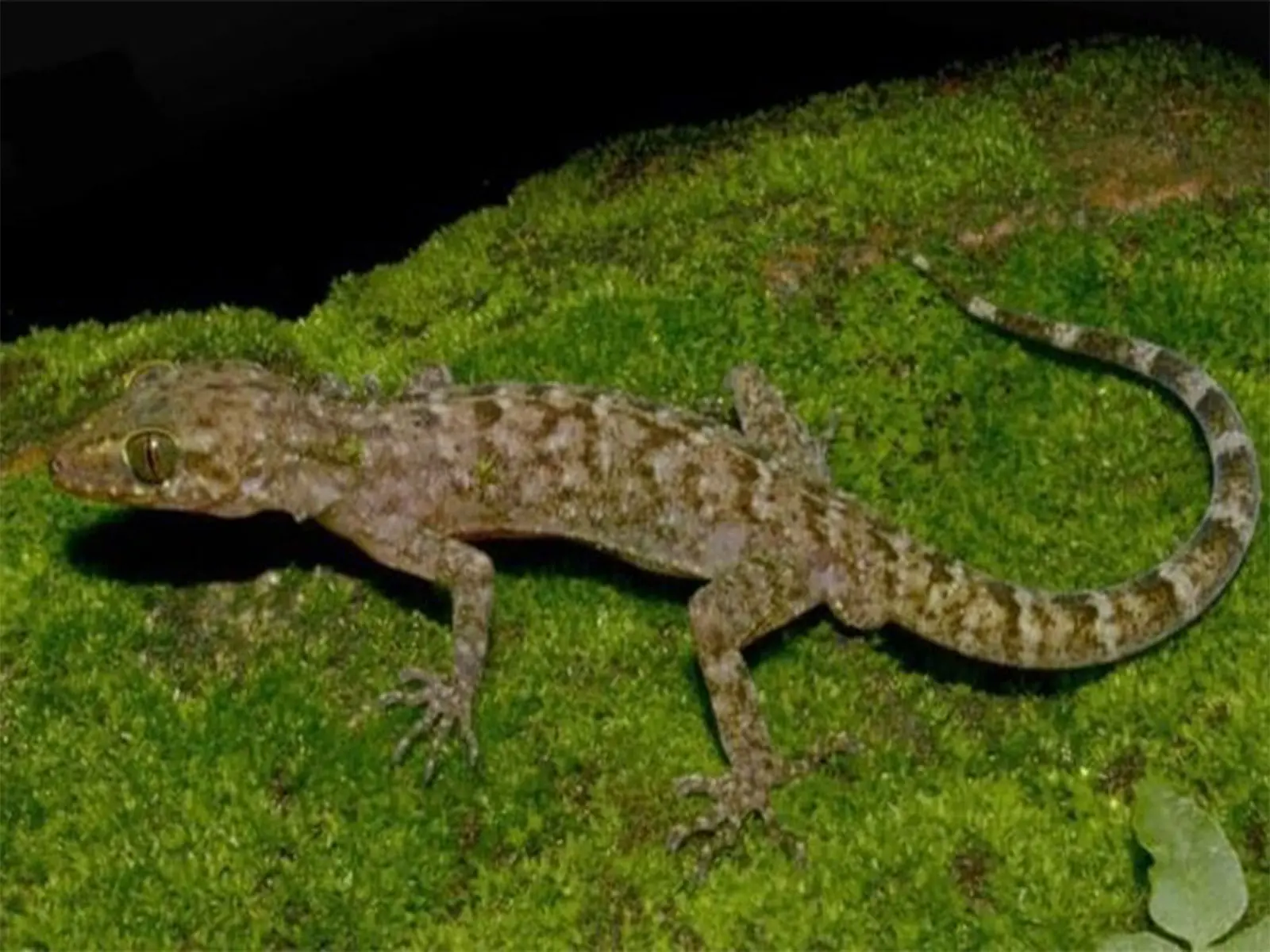 New bent-toed gecko species discovered in Assam’s Raimona forests