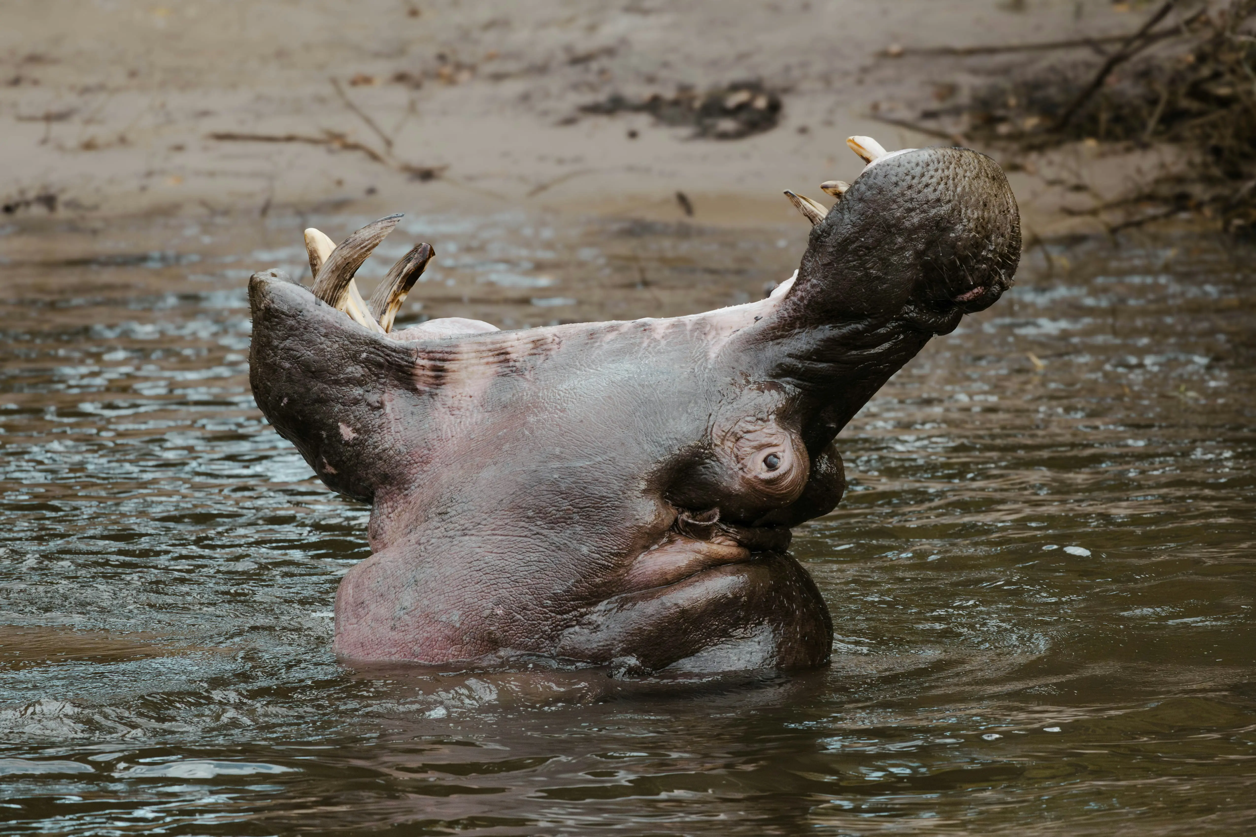 Colombia will kill Pablo Escobar's 80 'cocaine hippos'. Here's why
