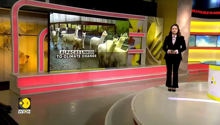 Scientists Look to Alpacas for Climate Answers 