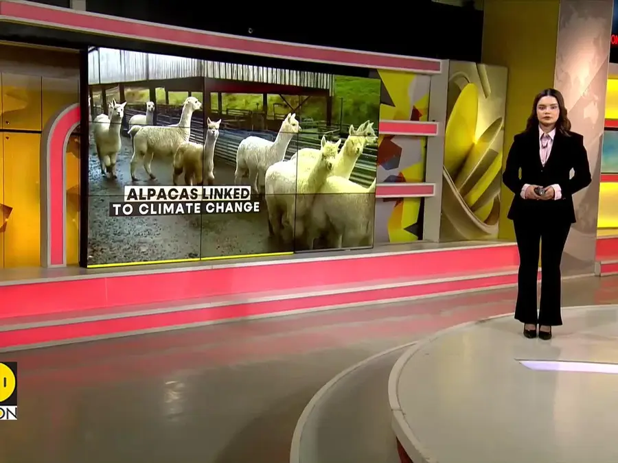Scientists Look to Alpacas for Climate Answers 