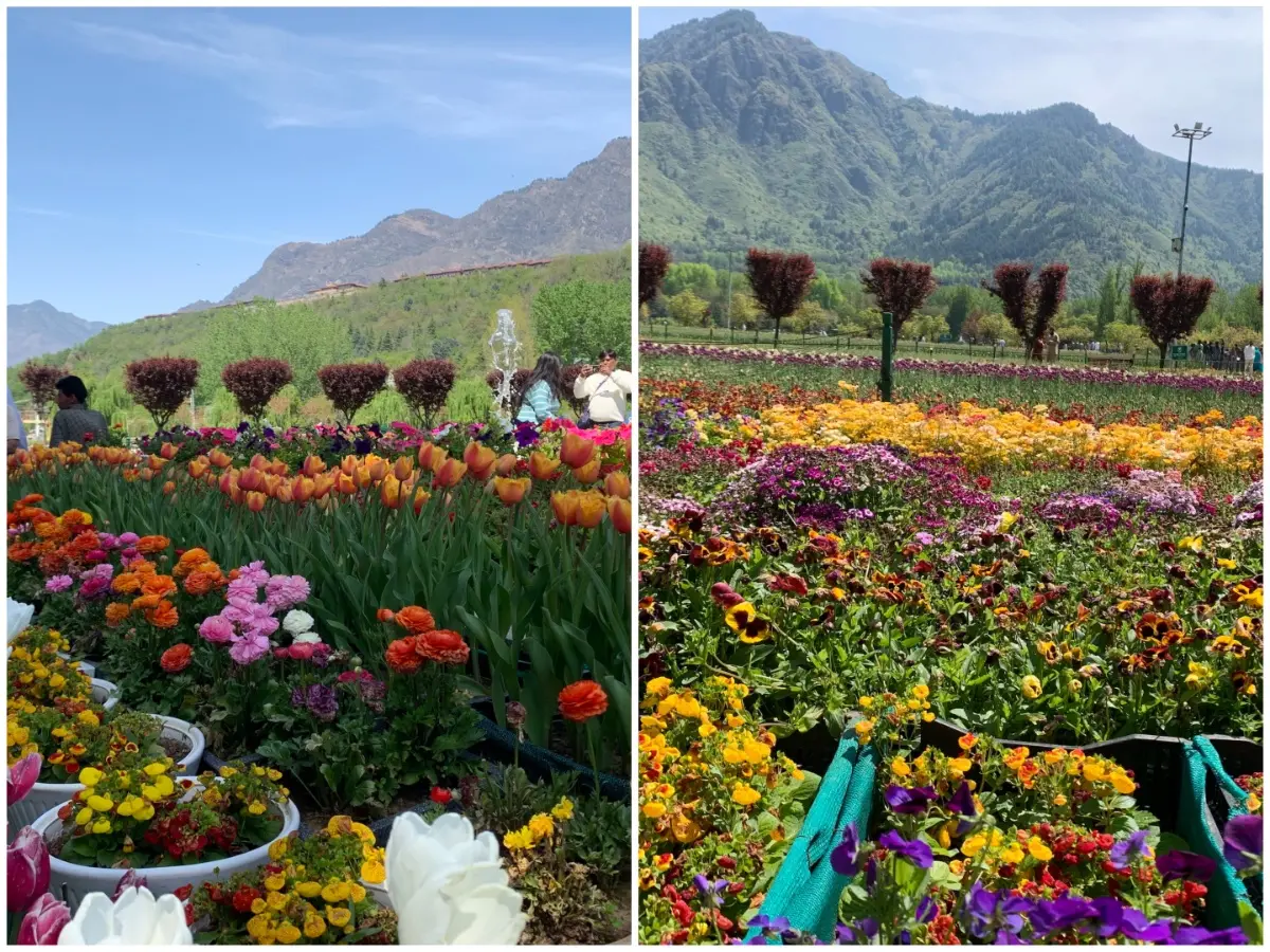 Srinagar Tulip Garden draws record crowds, signals tourism revival in Kashmir Srinagar Tulip Garden draws record crowds, signals tourism revival in Kashmir