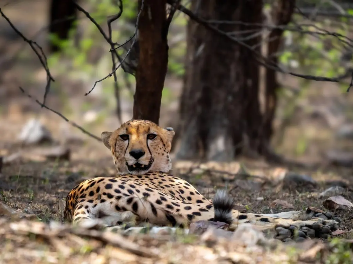Nature’s plot twist: Tiger, cheetah, leopard spotted together in ‘rare’ moment in Rajasthan’s Ranthambore – WATCH