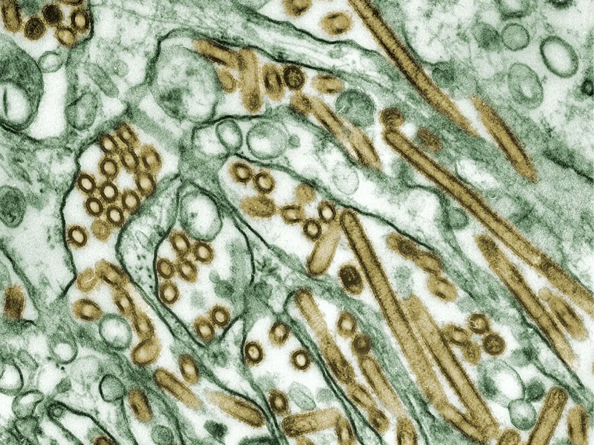 Disease spreading among close contacts
