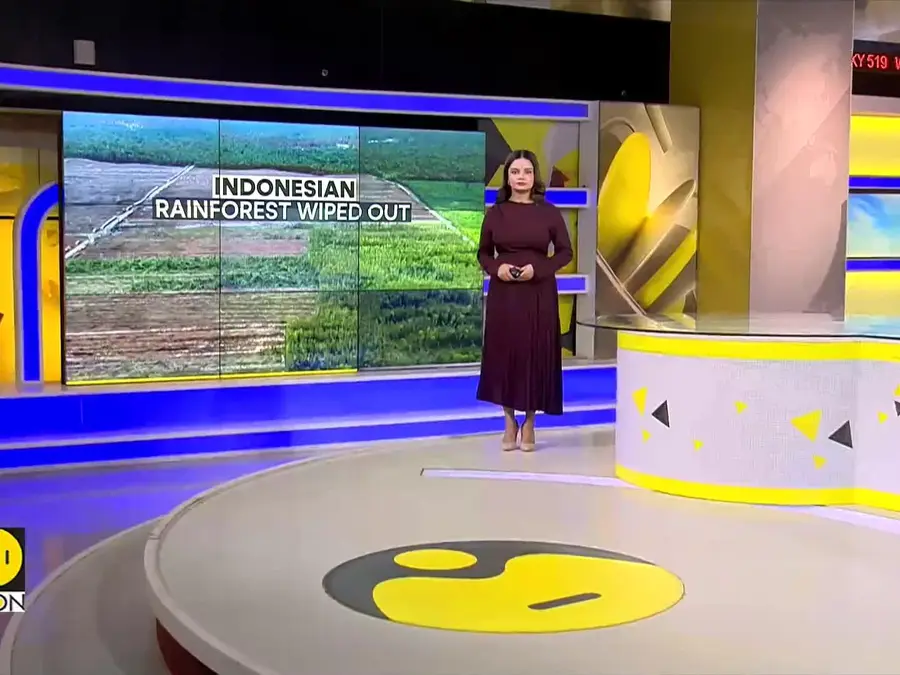 Indonesia Rainforest: Major Orangutan Habitat Hit in Indonesia's Borneo