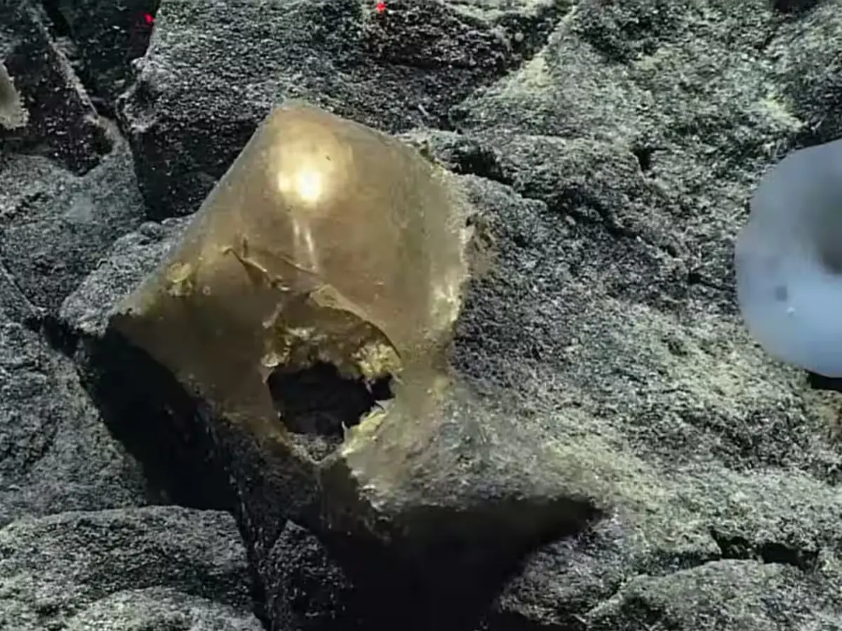 Scientists crack the mystery of the 'golden egg', and it is not an egg but an...