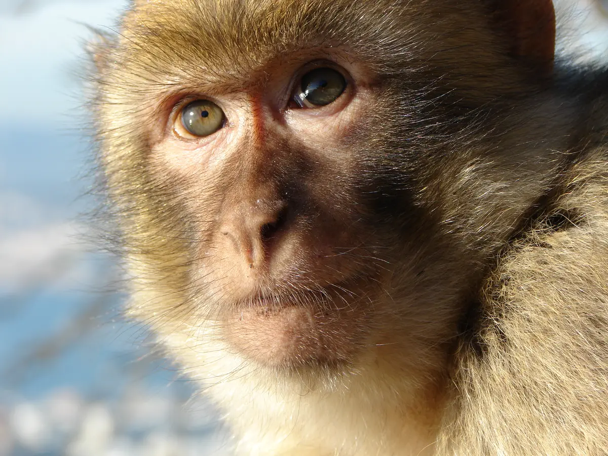 Monkeys of Gibraltar are relishing junk food followed by dirt because of humans