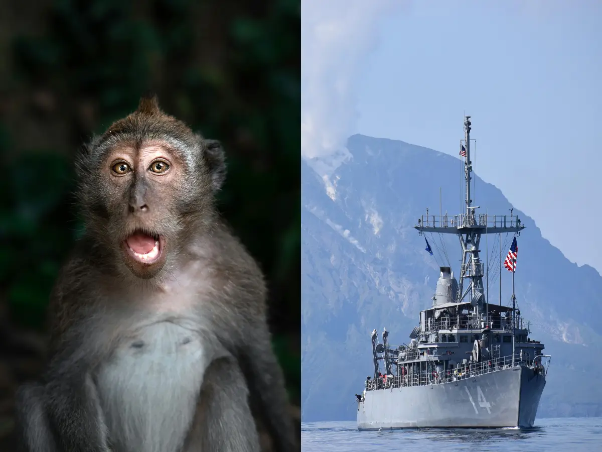 'Weird stuff happens': Monkey temporarily derails Trump's 'shoot and kill' mission in Strait of Hormuz 'Weird stuff happens': Monkey temporarily derails Trump's 'shoot and kill' mission in Strait of Hormuz