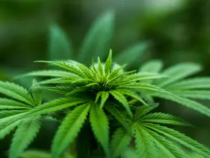 '$47 billion industry': How marijuana reclassification under Trump could reshape the US cannabis industry