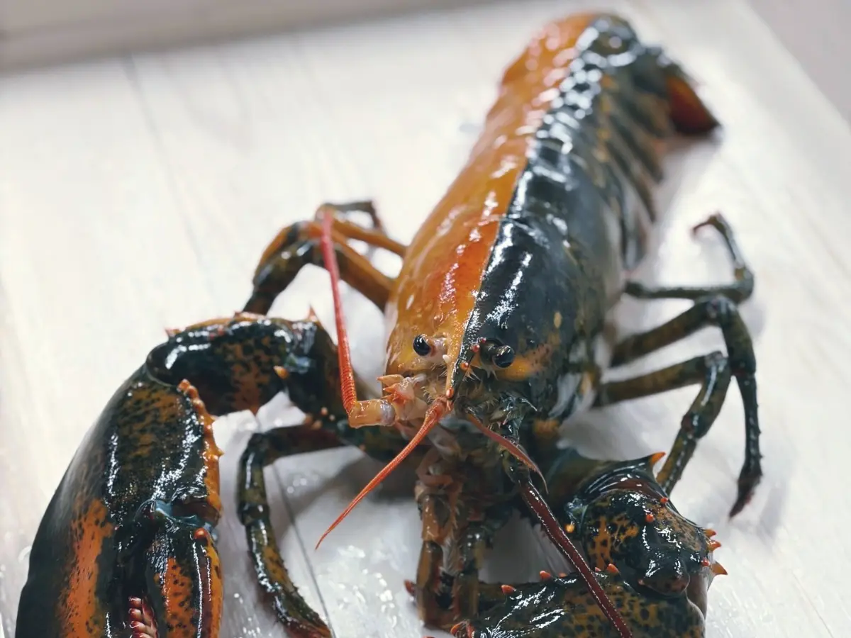 One-in-50-million: 'Extraordinarily rare' split-coloured lobster found by fishermen: What is special about it?