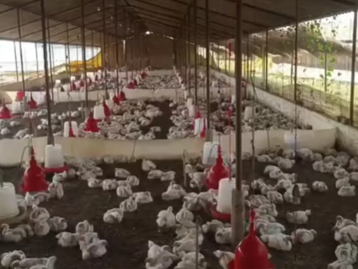 Deadly beats linked to mass chicken deaths in India: Loud DJ triggers cardiac arrest in 140 birds