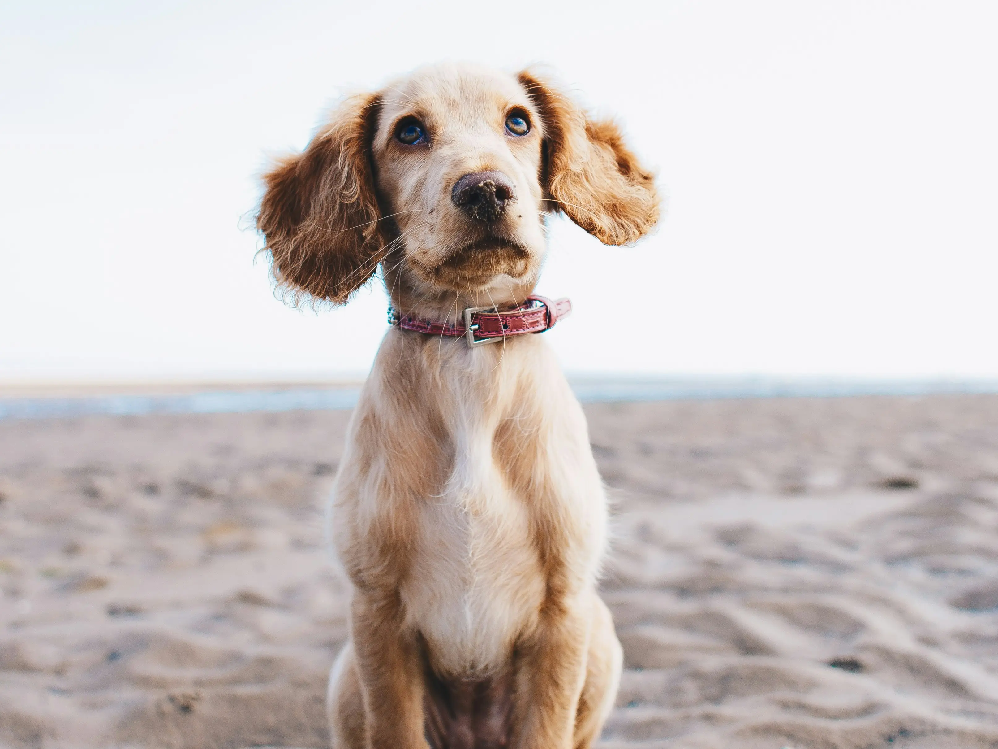 Dog's brain shrunk by 46% during domestication reveals new study Dog's brain shrunk by 46% during domestication reveals new study