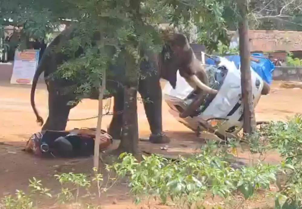 Kerala shocker: Captive elephant goes on rampage, flips cars like toy, leaves one dead - VIDEO
