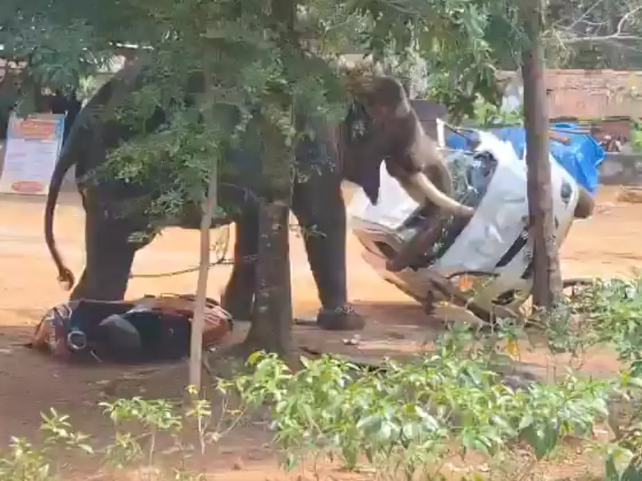 Kerala shocker: Captive elephant goes on rampage, flips cars like toy, leaves one dead - VIDEO Kerala shocker: Captive elephant goes on rampage, flips cars like toy, leaves one dead - VIDEO