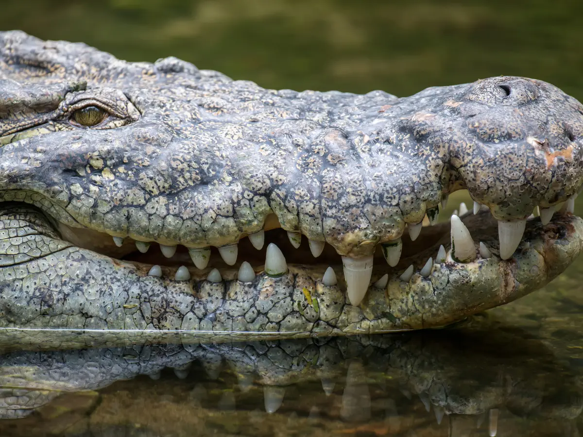 Before the dinosaurs ruled: 210-million-year-old crocodile ancestors who died gazing at each other discovered