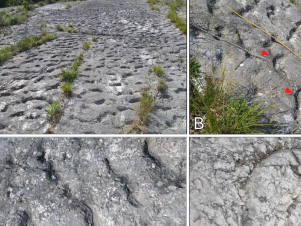 1,000 identical marks on a rock in Italy are from an ancient underwater stampede. Who made them?