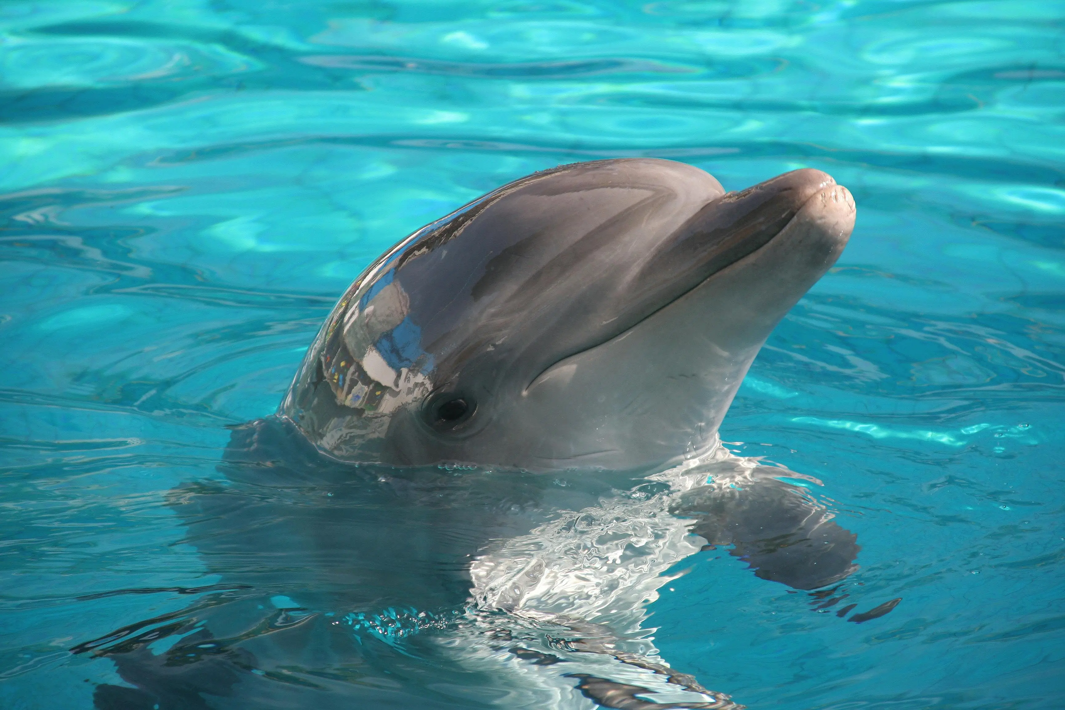 Iran training ‘kamikaze dolphins’ to target US ships in Hormuz? Pentagon says...
