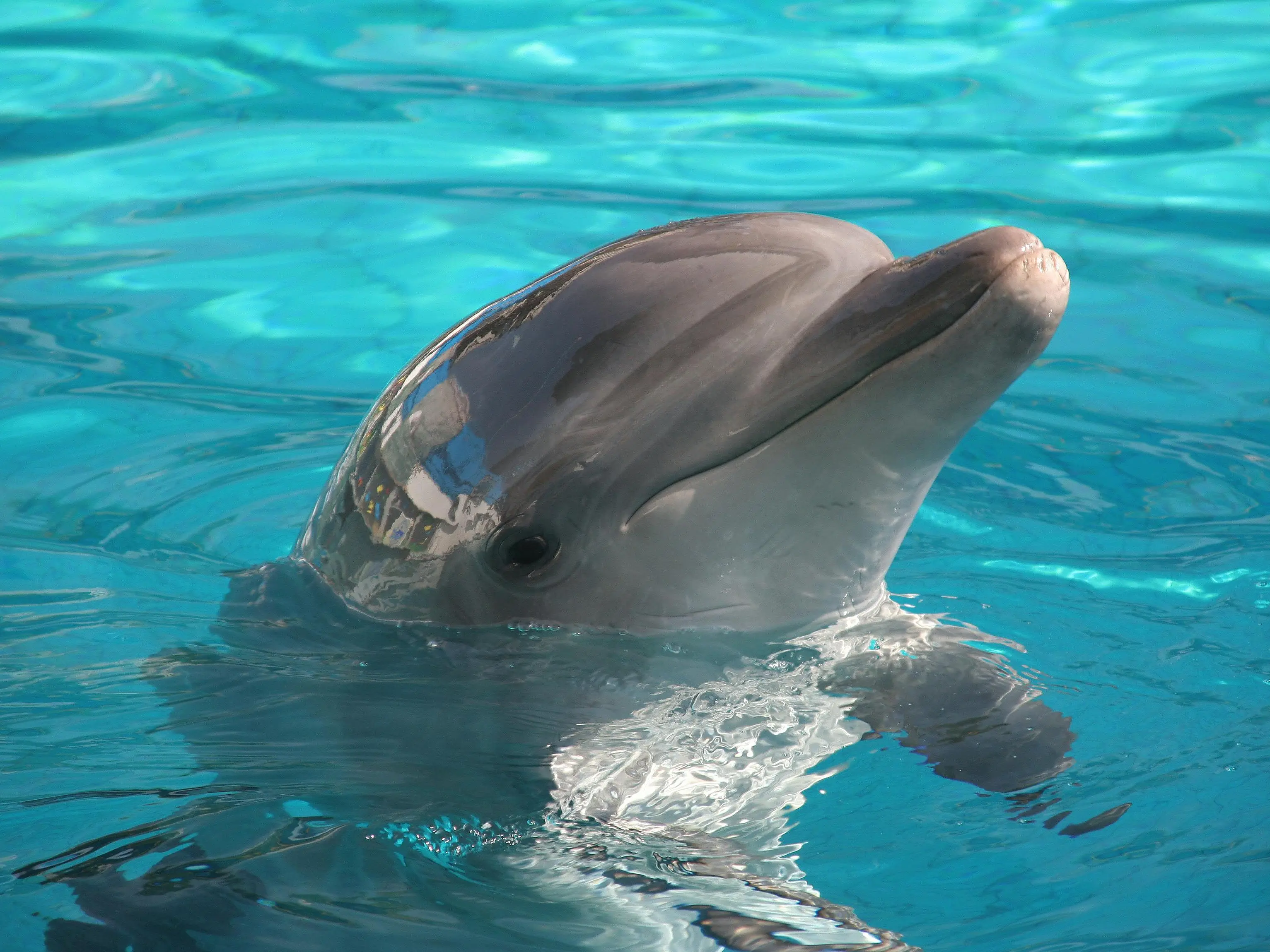 Iran training ‘kamikaze dolphins’ to target US ships in Hormuz? Pentagon says... Iran training ‘kamikaze dolphins’ to target US ships in Hormuz? Pentagon says...