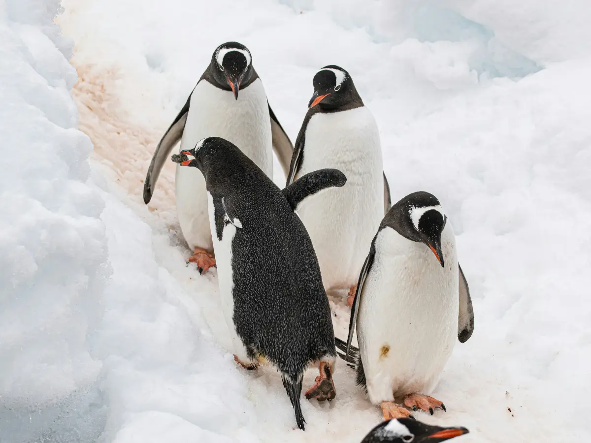 Scientists stumble upon a brand new penguin species hidden for 300,000 years