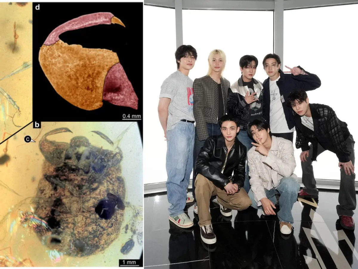 100-million-year-old insect discovered in Myanmar named after K-pop band Stray Kids. Here's why 100-million-year-old insect discovered in Myanmar named after K-pop band Stray Kids. Here's why