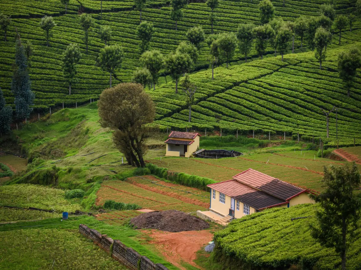 Ooty
