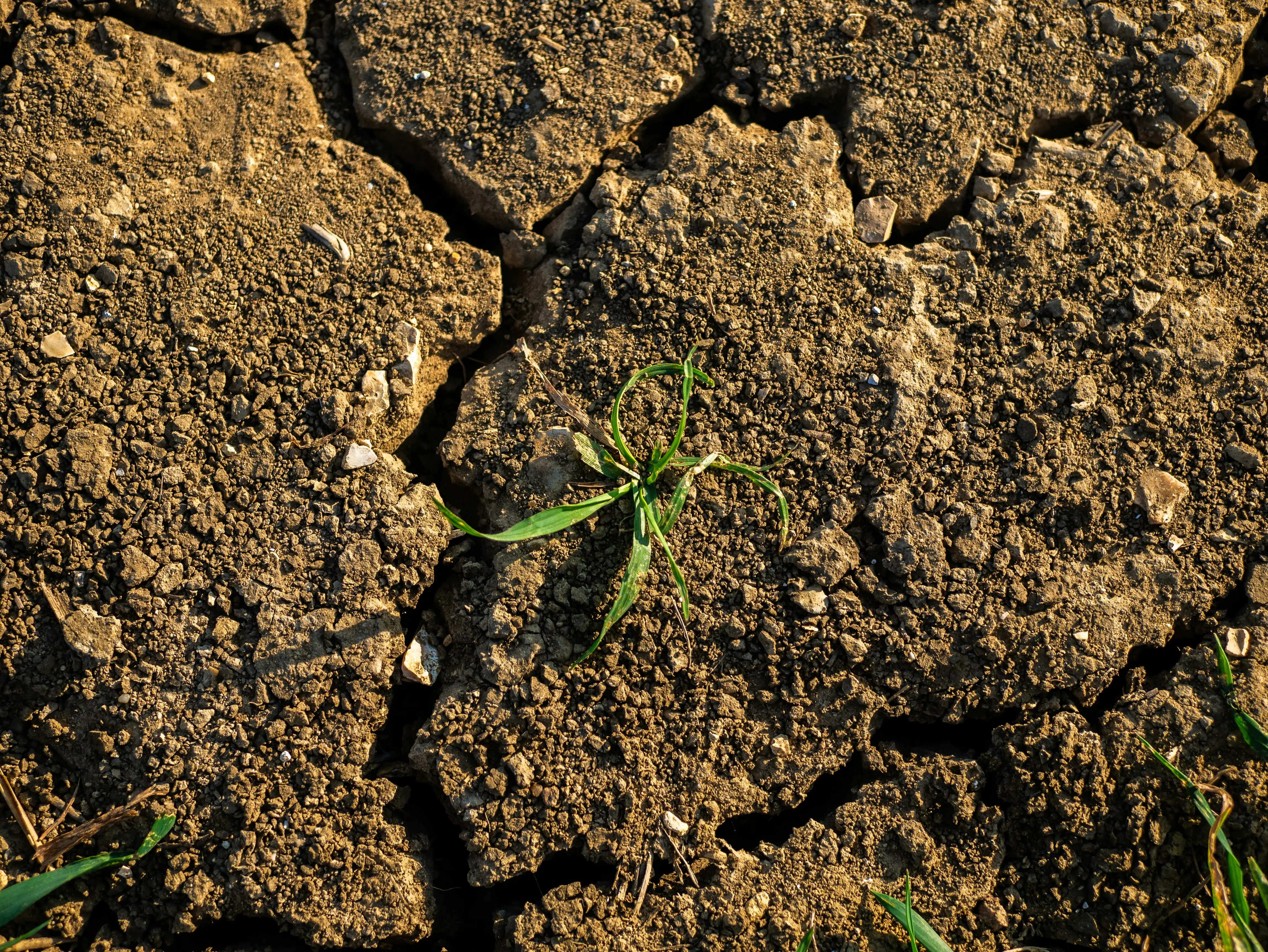 Droughts and crop damage expected in India